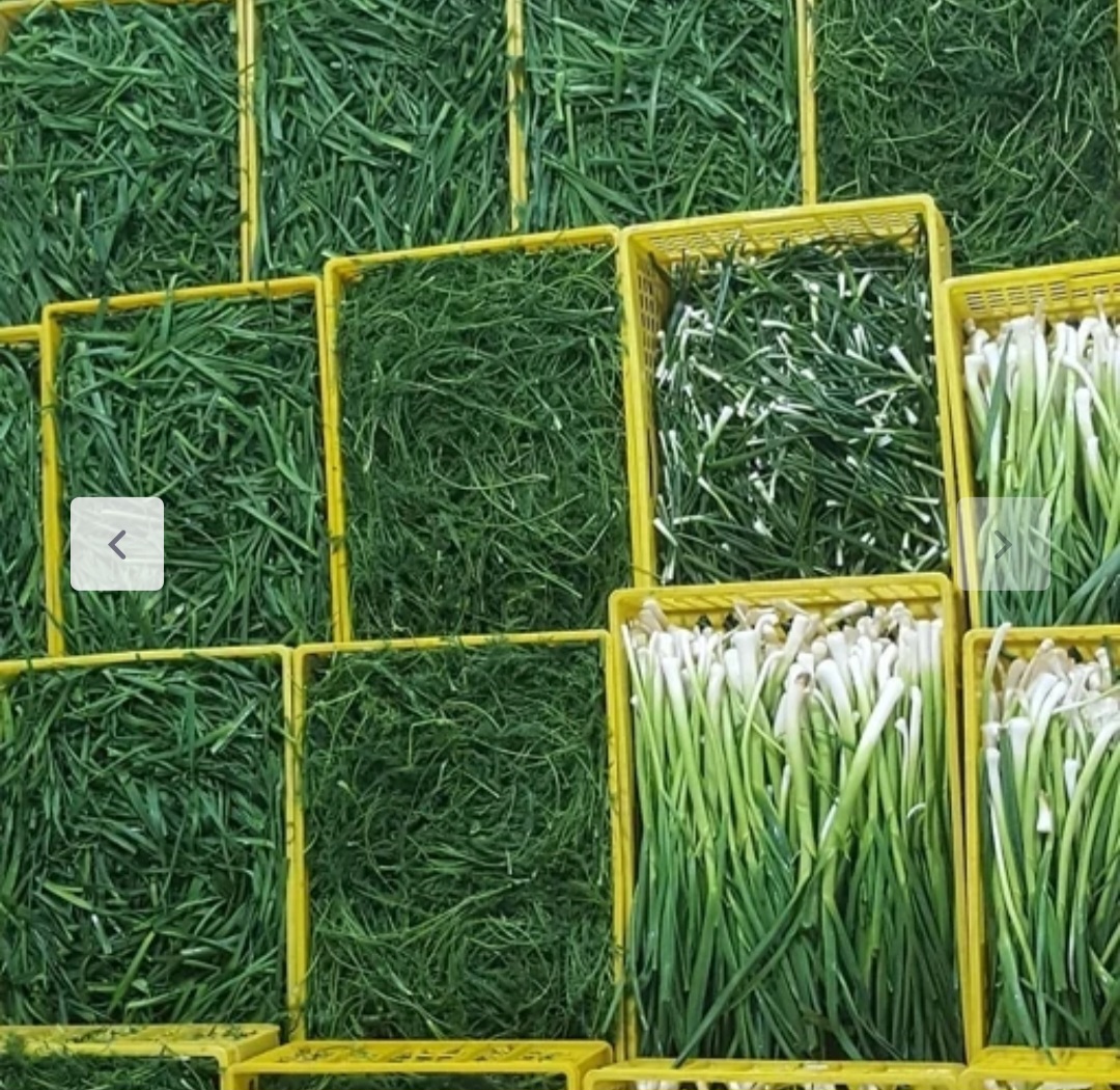 سبزی ریحان ارسال باتخفیف ویژه