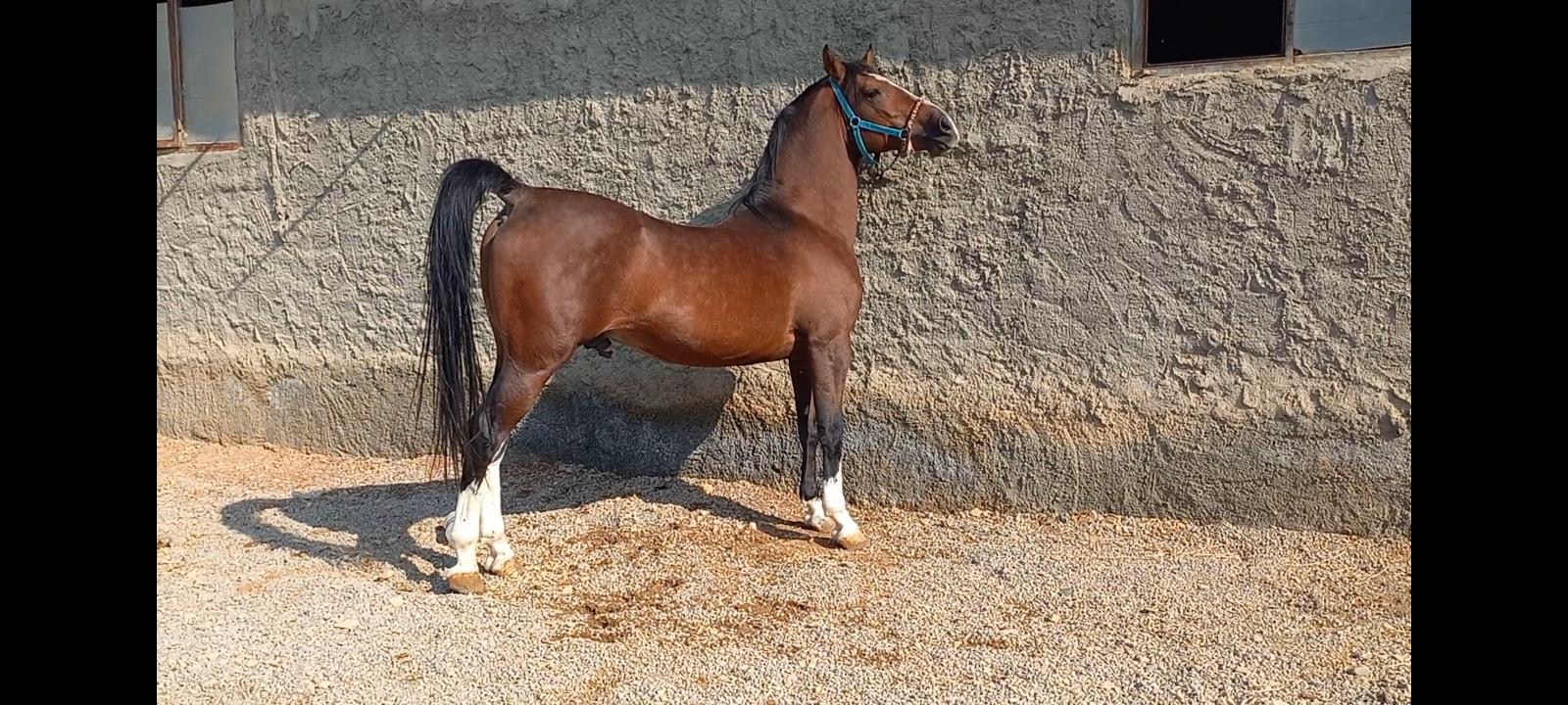 باشگاه سوارکاری صادقی