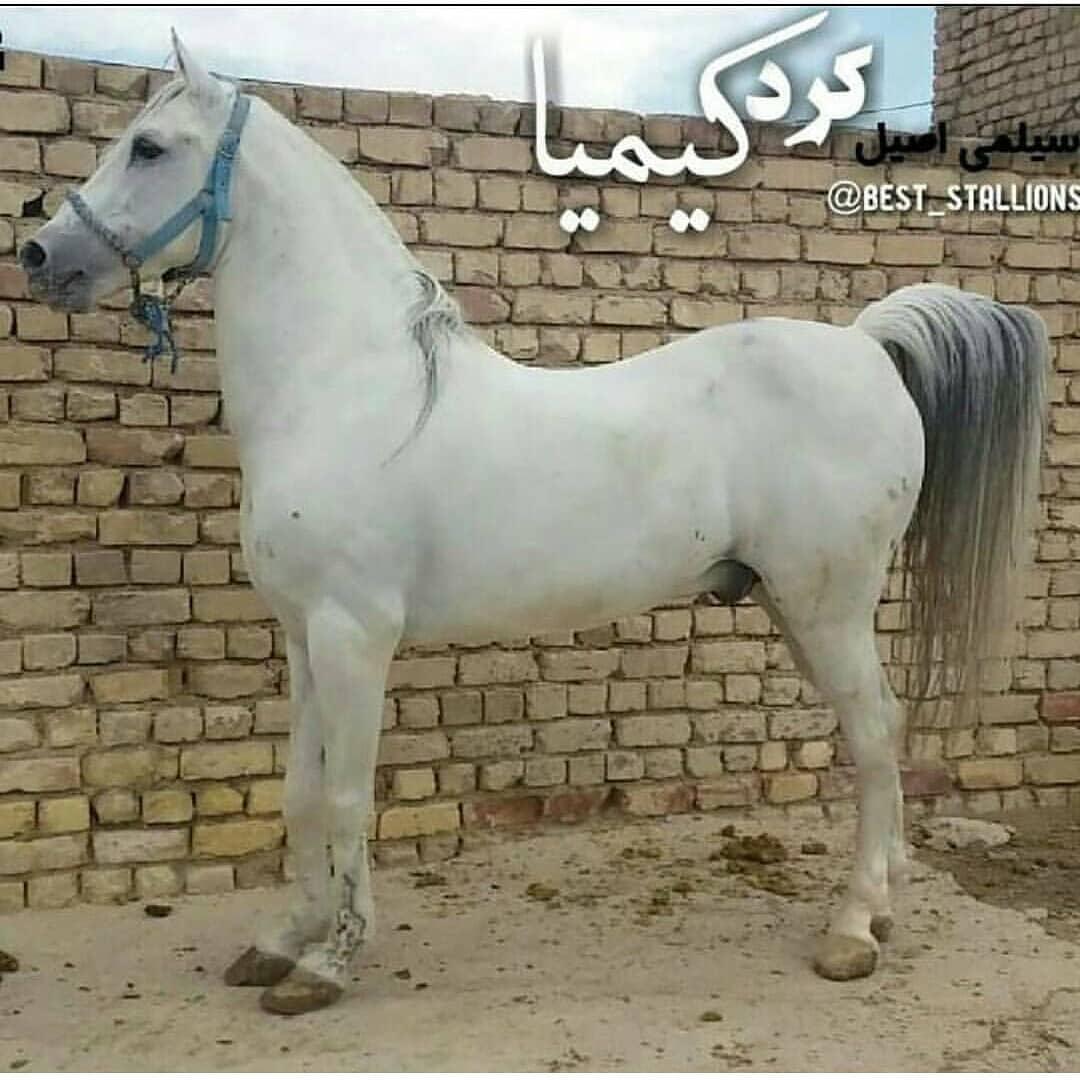 مجموعه پرورش اسب کیمیا قدوس