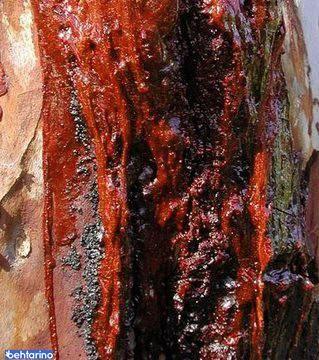 درخت خونبار زرآباد الموت