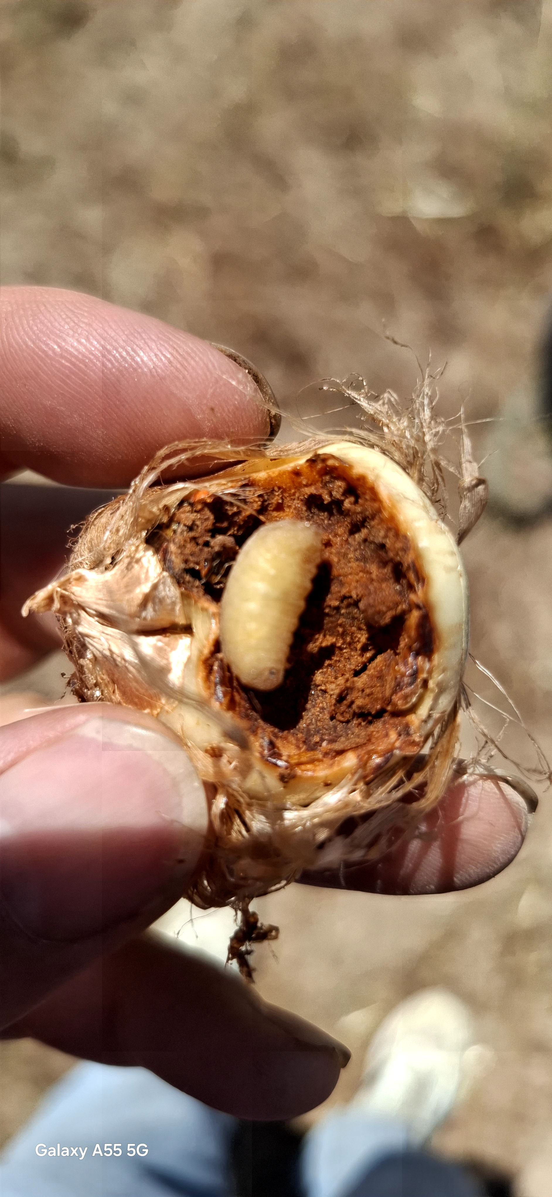 سبز گستران مزرعه امید