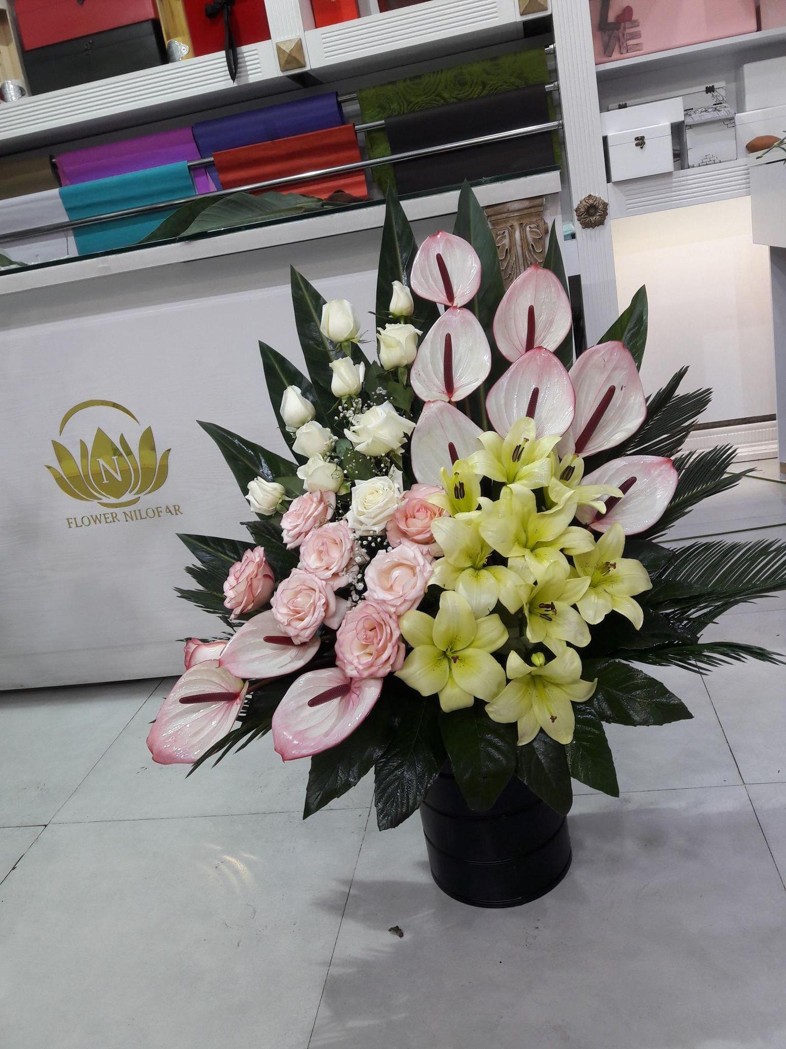 پخش گل نیلوفر