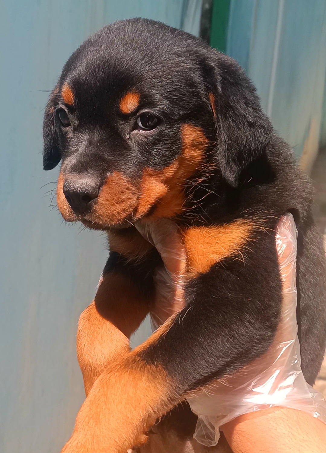 پرورش و فروش سگ های گارد و نگهبان مسترپت