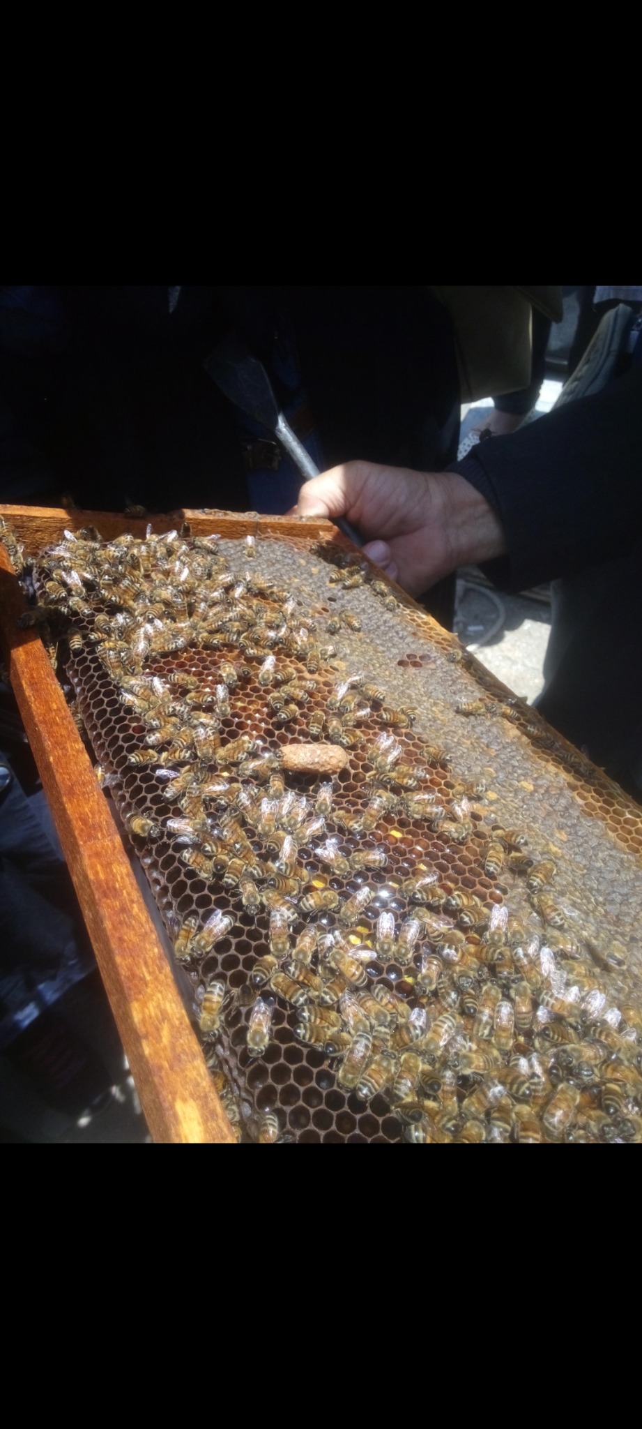 زنبورستان هانی نو