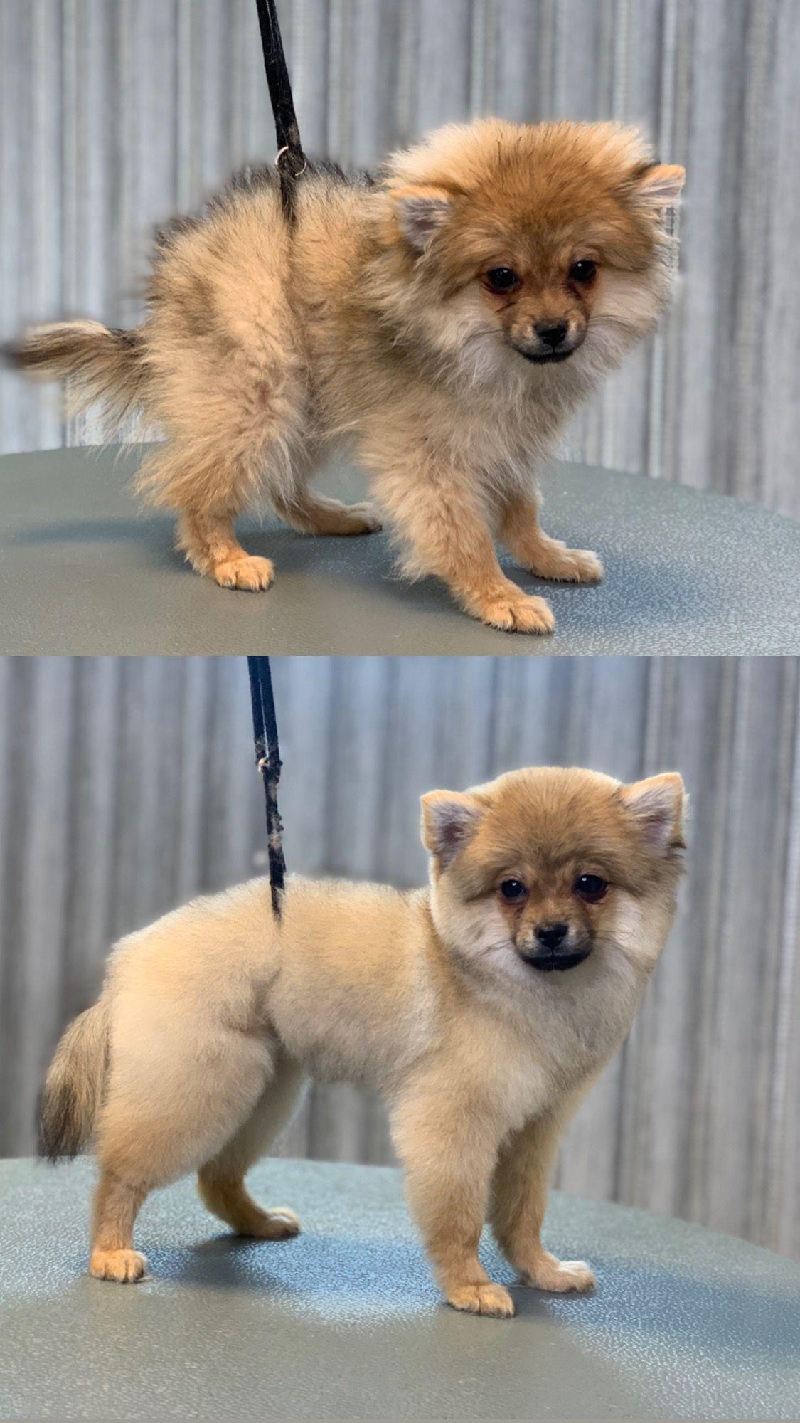 اصلاح حیوانات خانگی