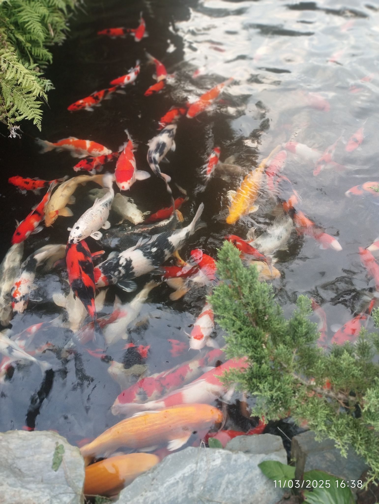 فروشگاه گیل کوی