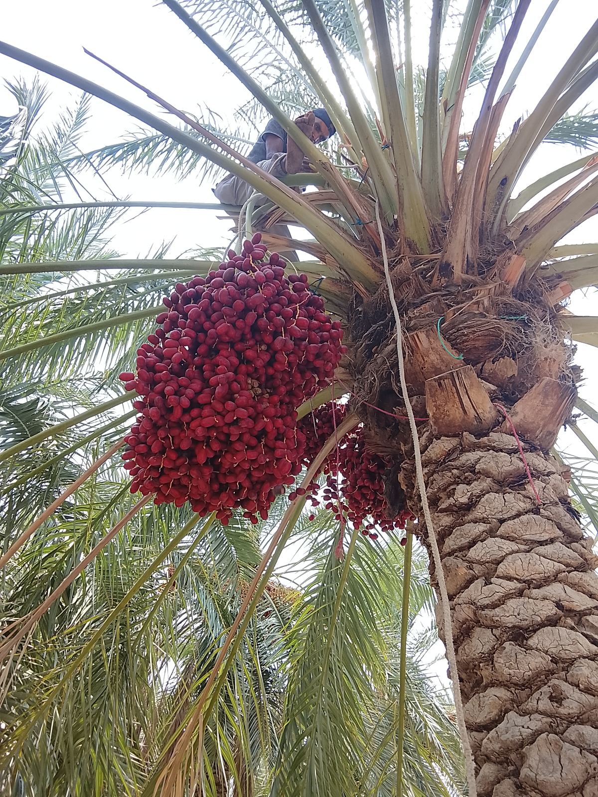 خرما فروشی
