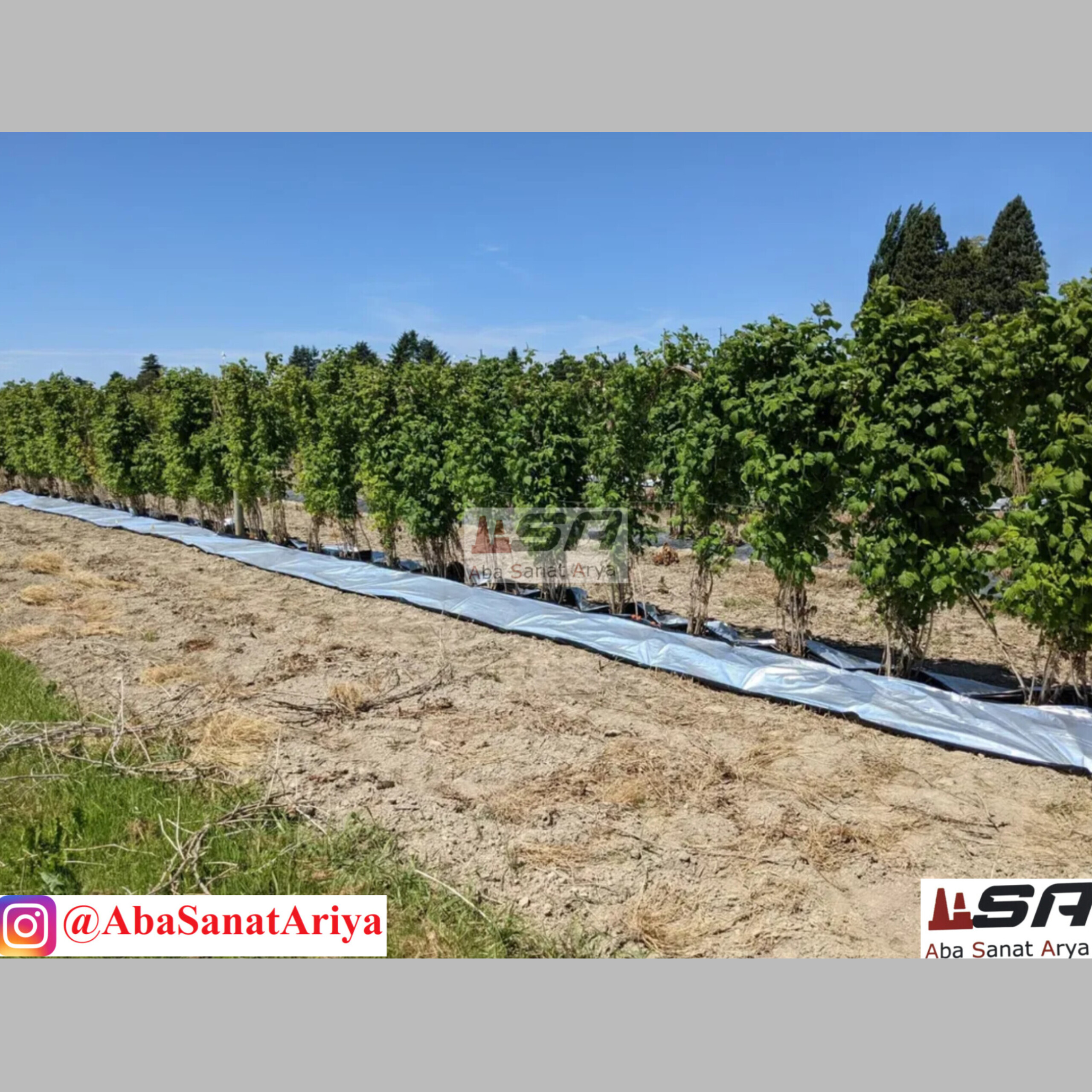 شرکت تولید نایلون مالچ درختی و کشاورزی