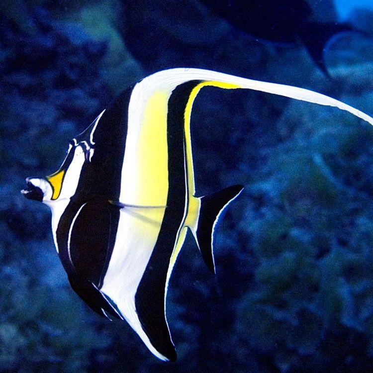 فروش ماهیان زینتی(لاری)