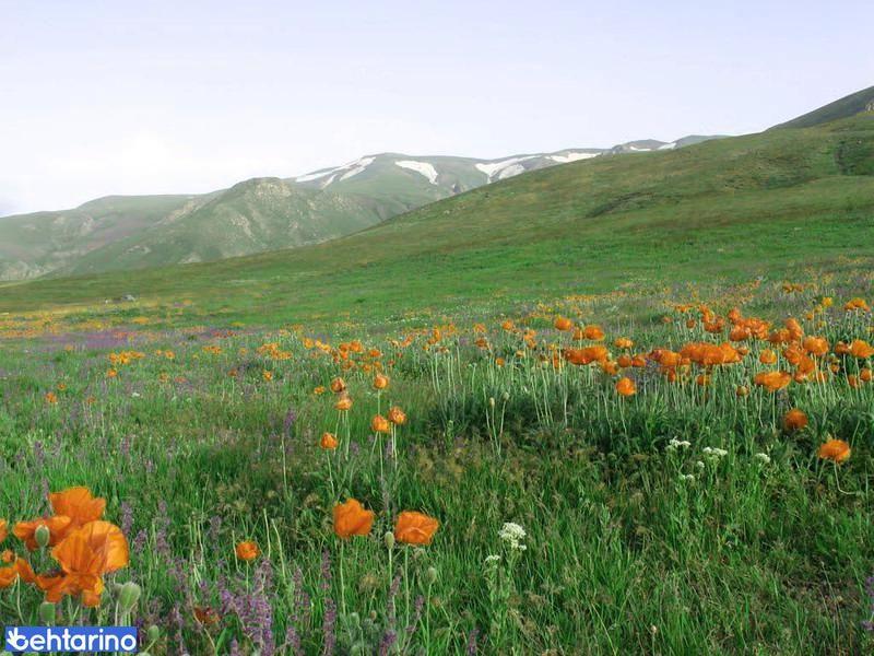 منطقه حفاظت گردیده دیزمار