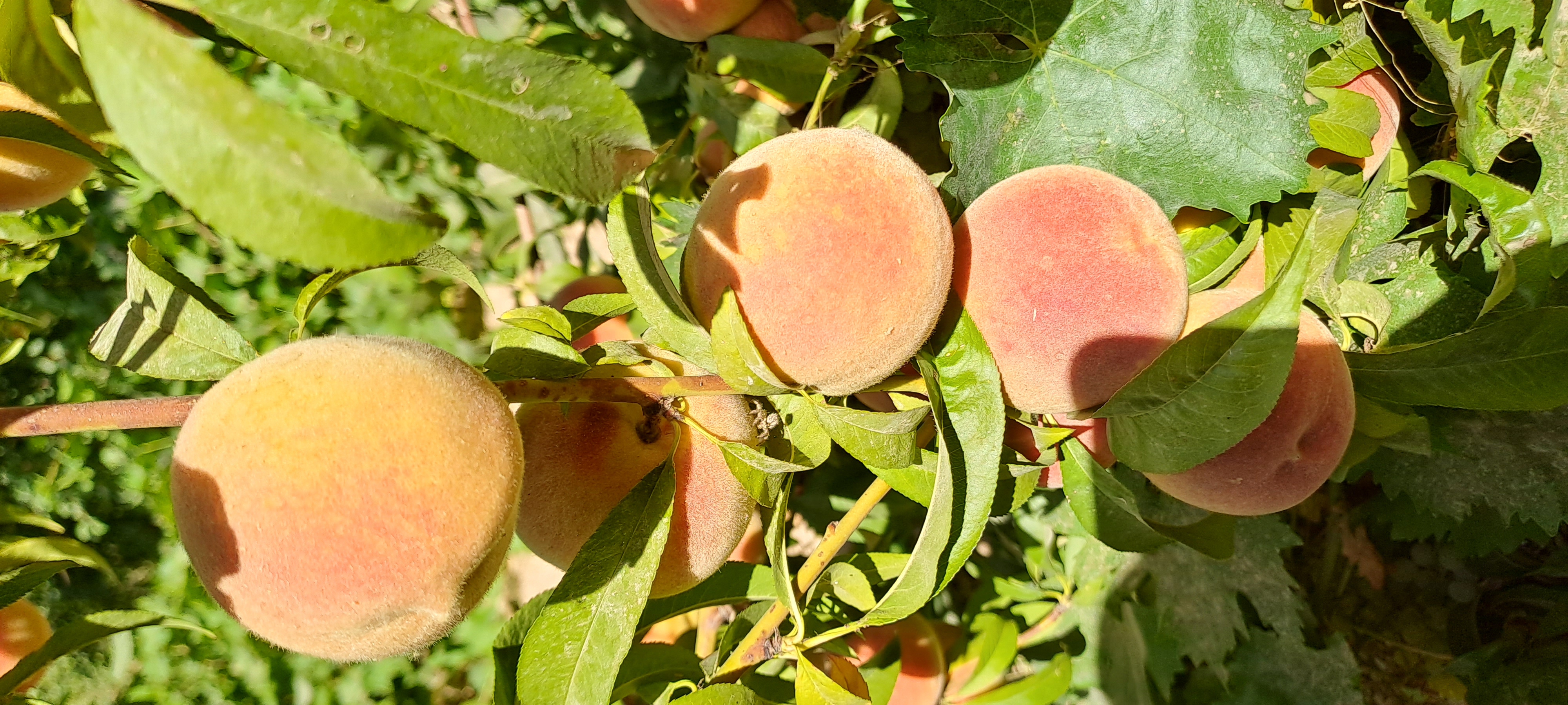 باغ ویلا محمد آقابابایی