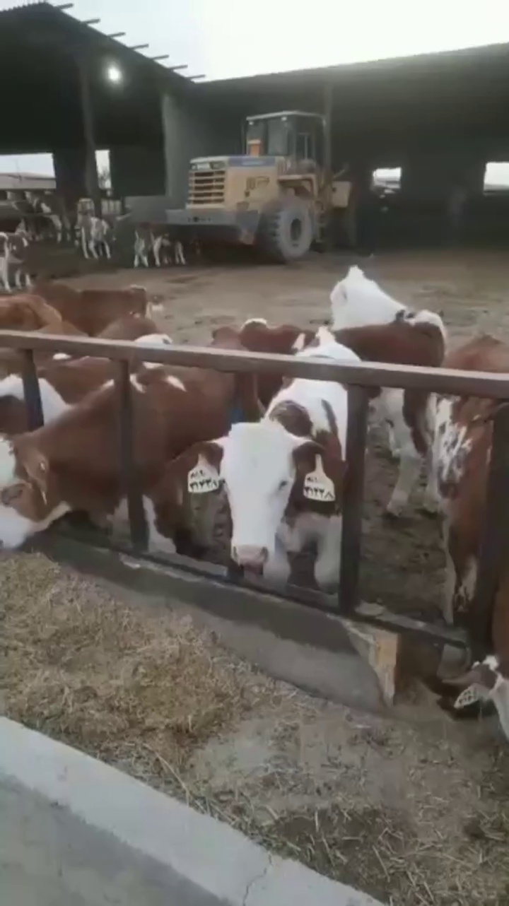 دامداری و دامپروری صنعتی غزال میهن