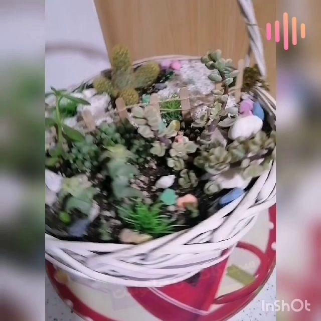 فروش گل و گیاه آپا تمانی