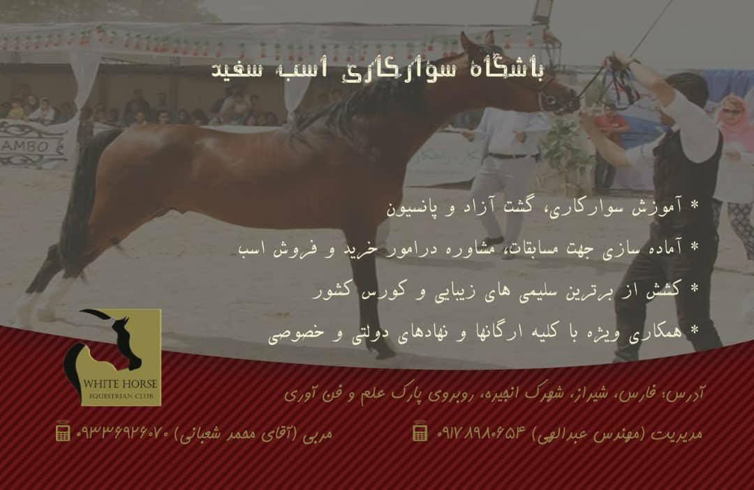 باشگاه سوارکاری اسب سفید
