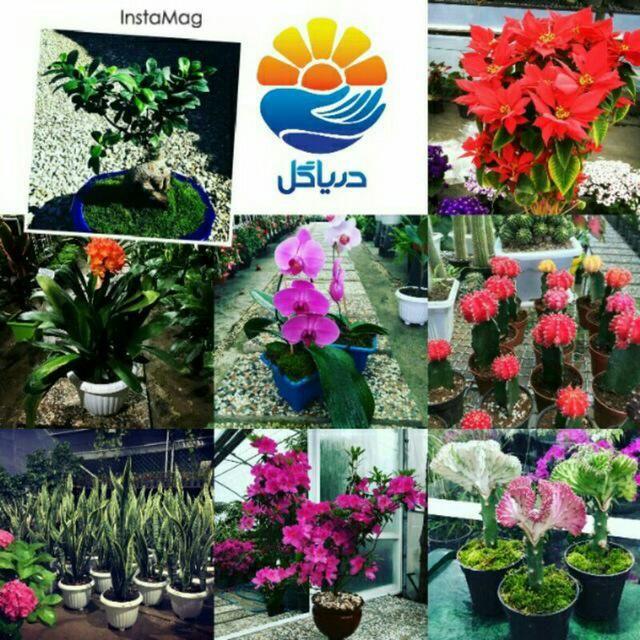 گلخانه دریا گل