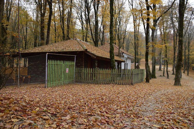 سوییت جنگلی قصردومهر