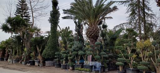 گل و گیاه منصوری