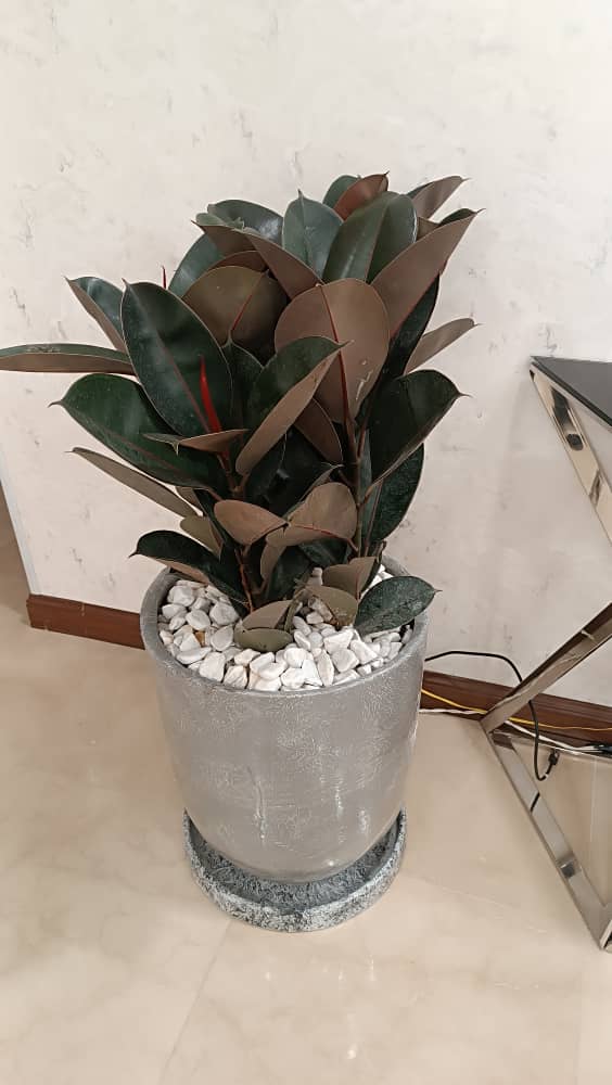 گلفرشی روناک