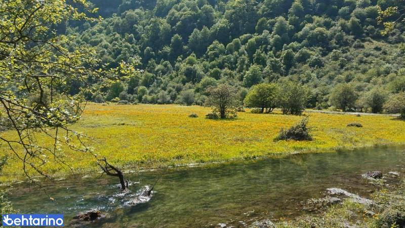 جنگل دوهزار