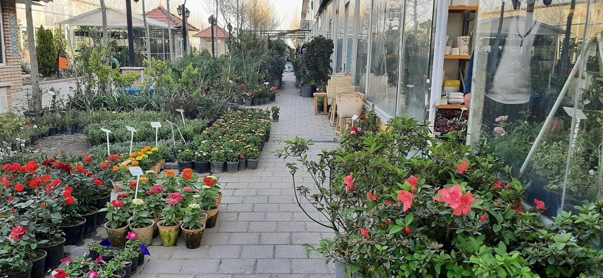 دهکده گل ایرانیان