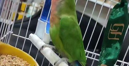 پت شاپ و کلینیک دامپزشکی بهین