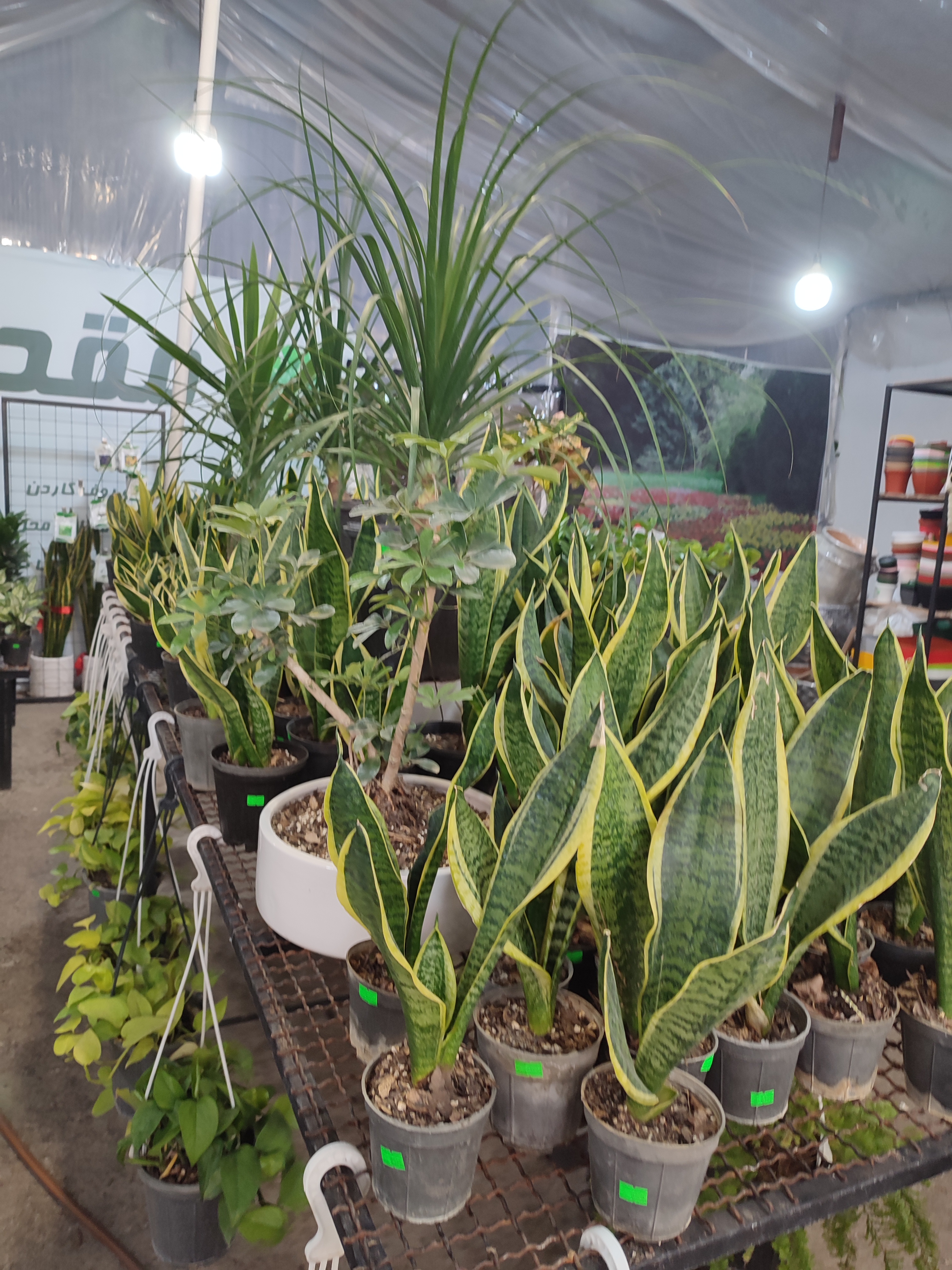 بازار گل کبکانیان