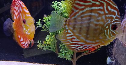 آکواریوم آرام