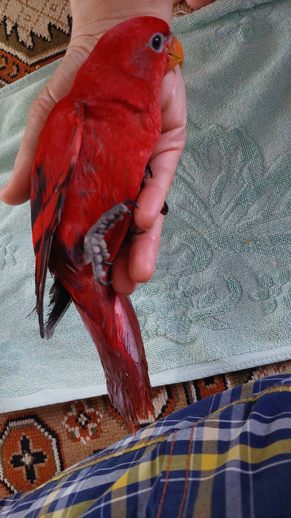 پت شاپ پاندی