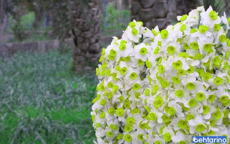 نرگس زار بهبهان