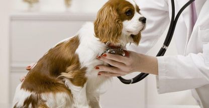 بیمارستان دامپزشکی الهیه