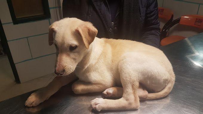 کلینیک دامپزشکی آفتاب