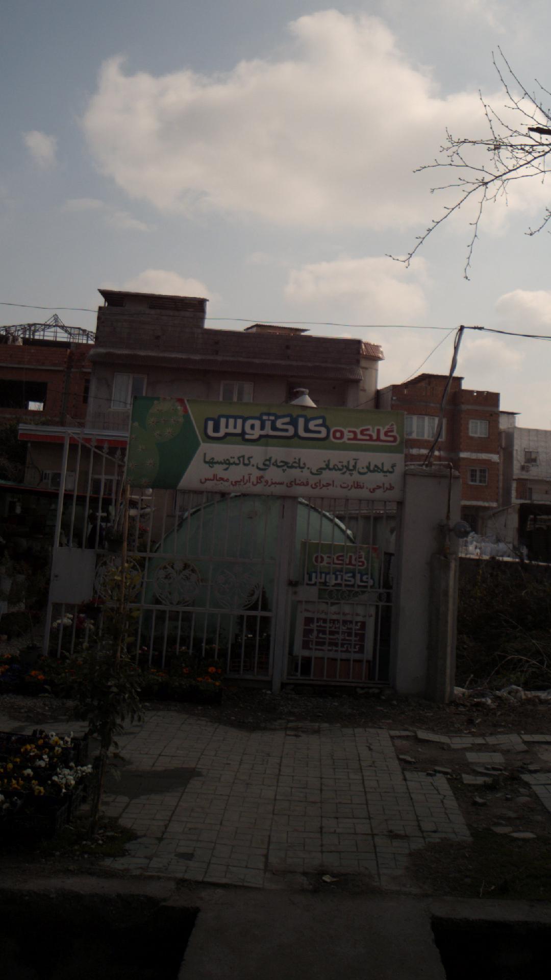 گلکده کاکتوس