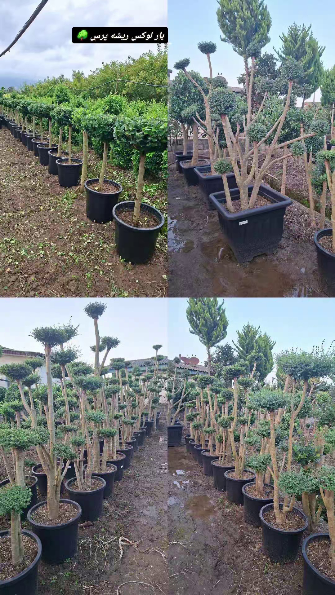 خرید و فروش انواع گل های بیرونی پسندی