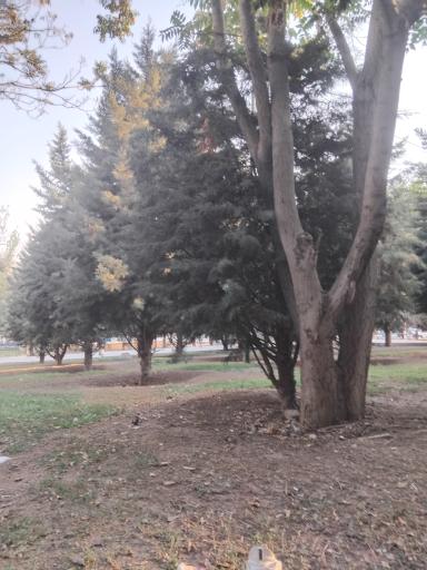 بوستان بعثت