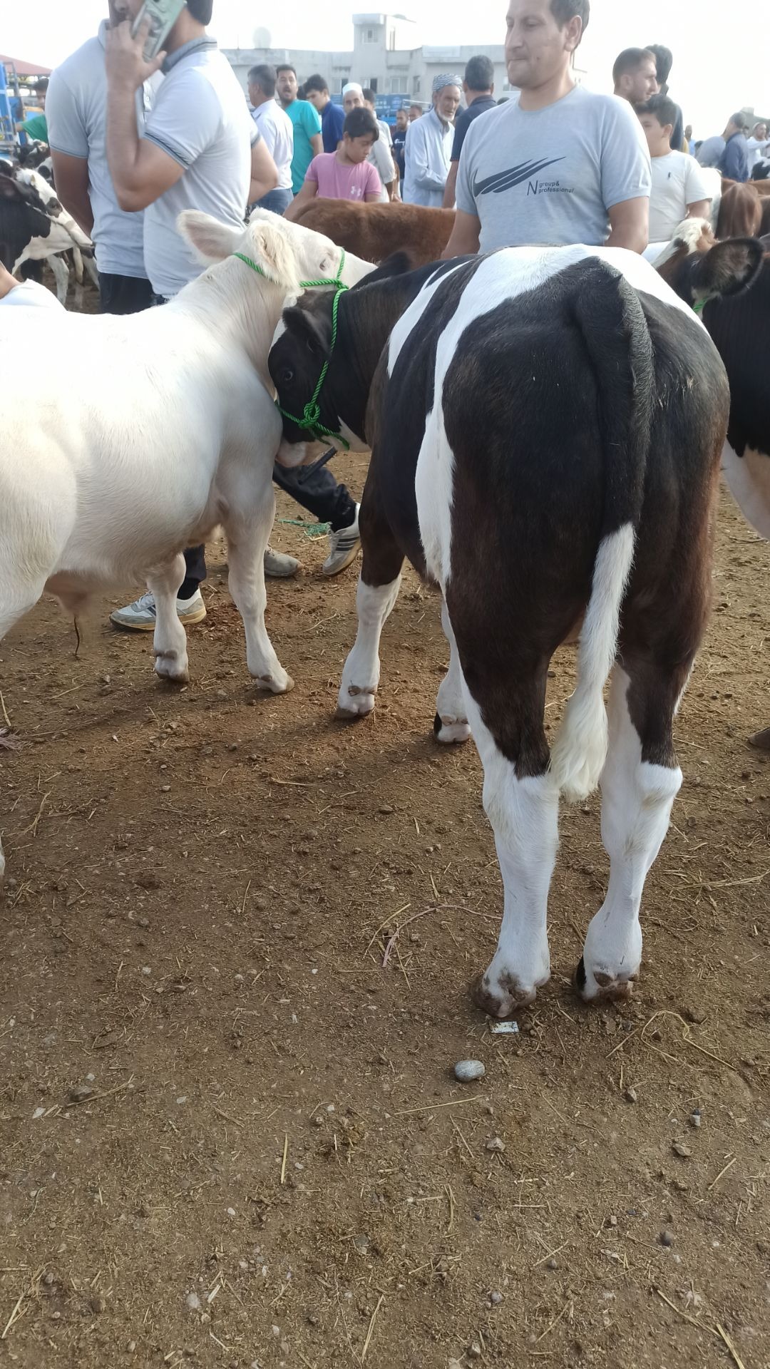 فروش ویژه گوساله های سیمینتال پای پرواری