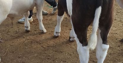 فروش ویژه گوساله های سیمینتال پای پرواری