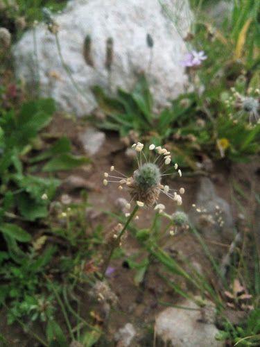 اقامتگاه امامزاده شاه سالار