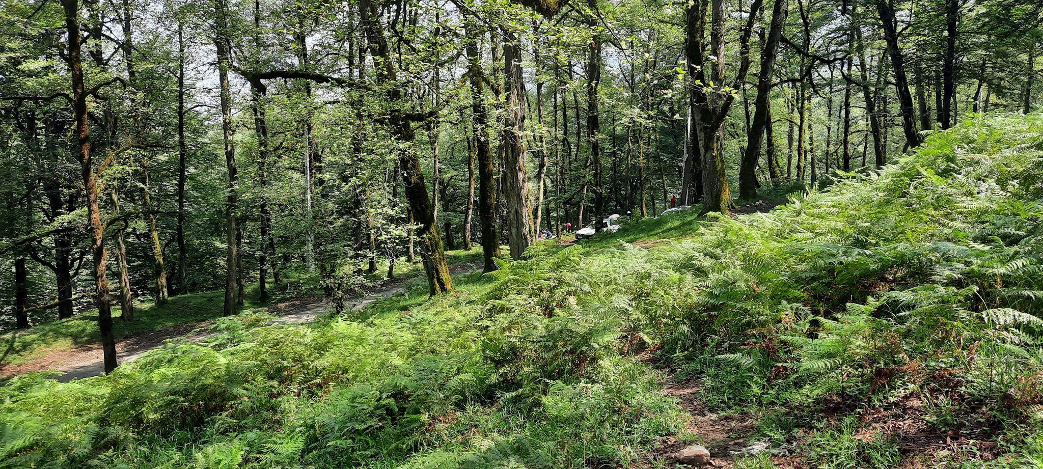 جنگل دالخانی