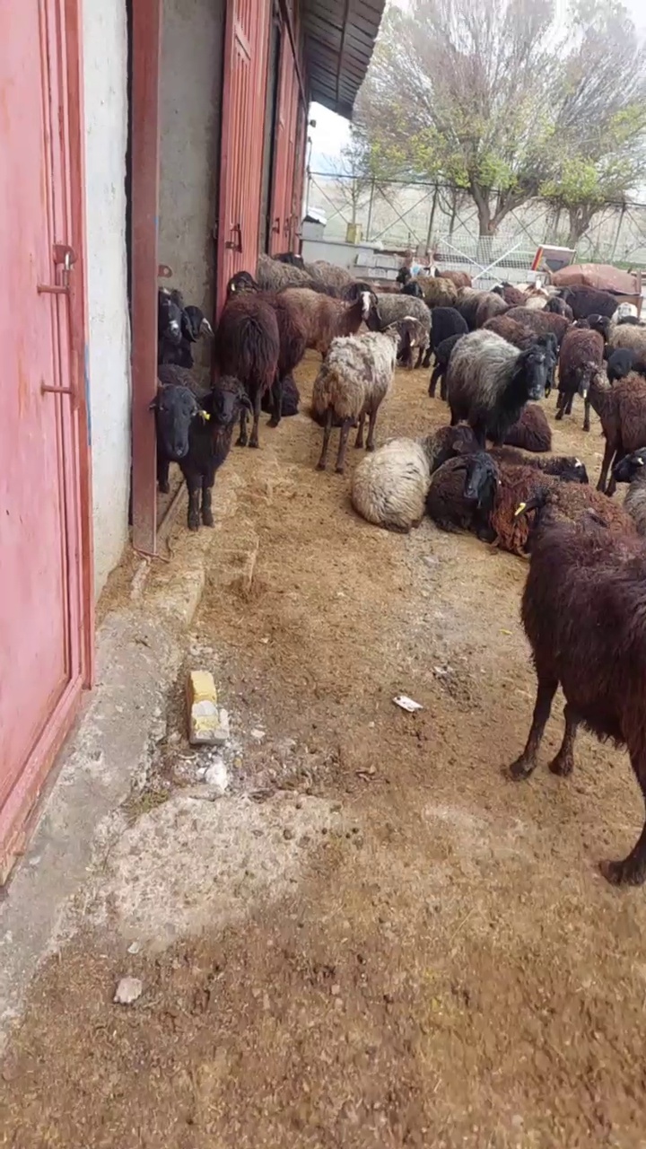 گوسفند زنده