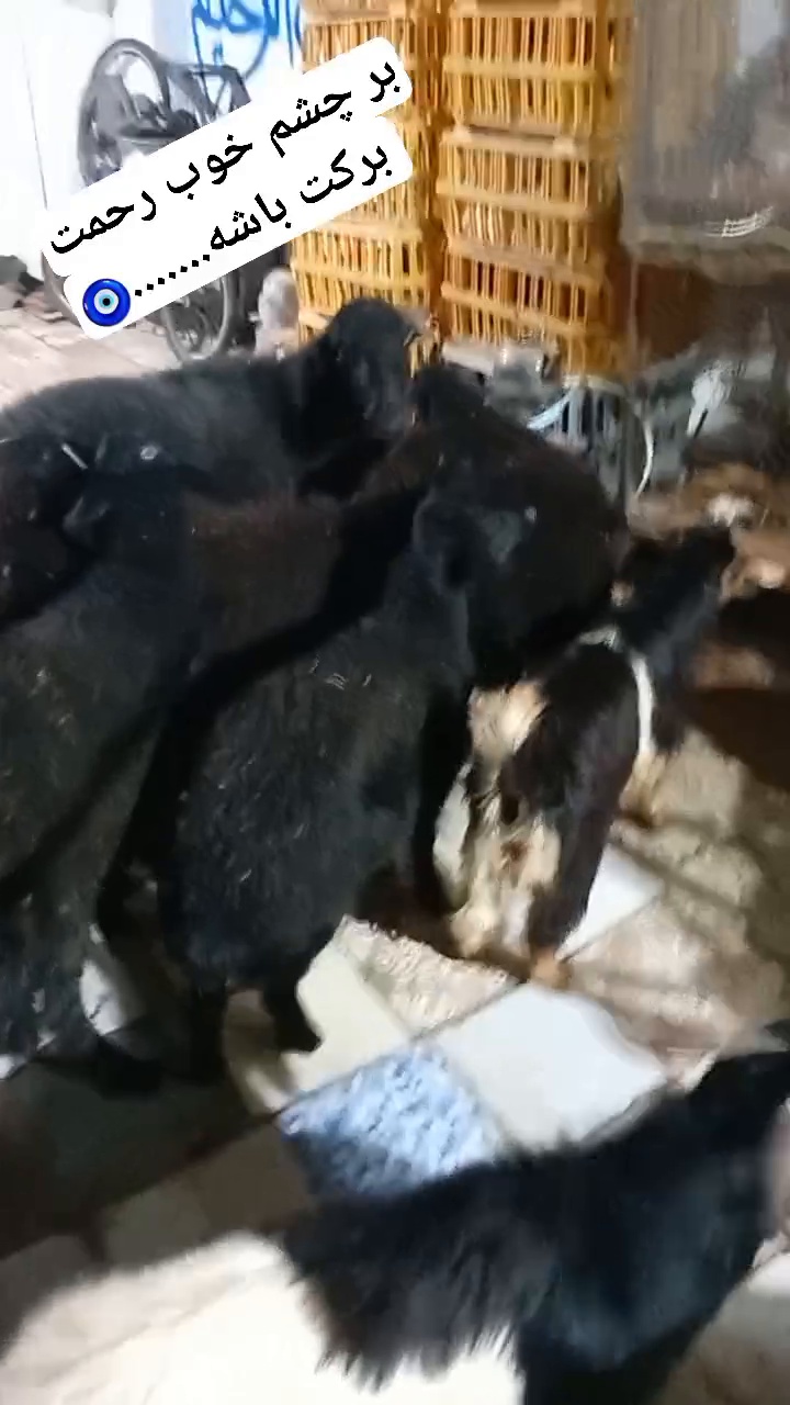 گوسفند زنده