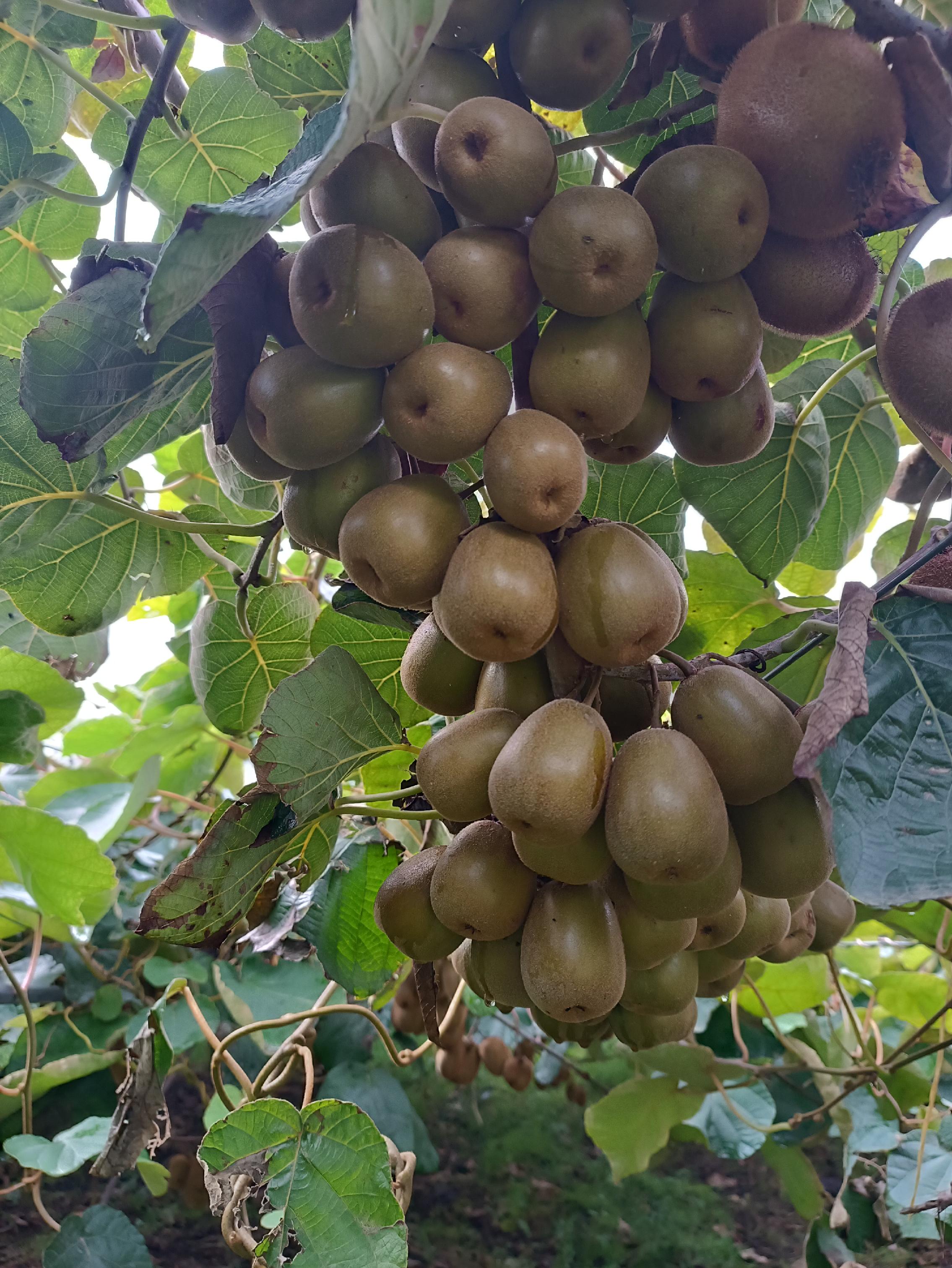 ویلا باغ رحیم اکبرزاده