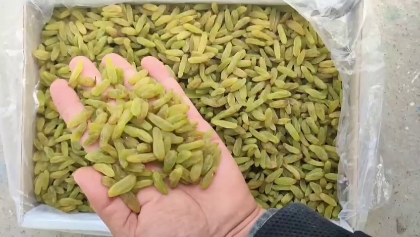 فروش عمده کشمش و مویز