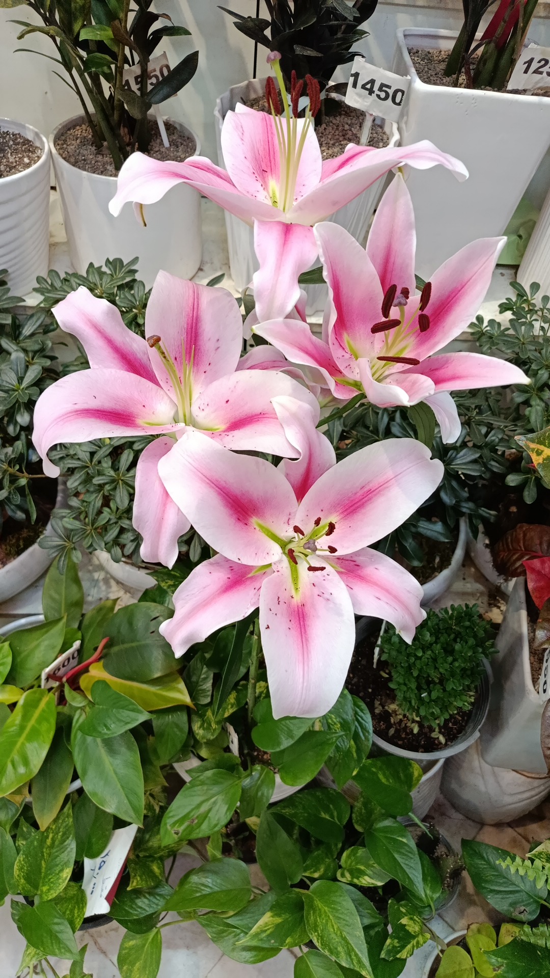 گل فروشی سلیمانی