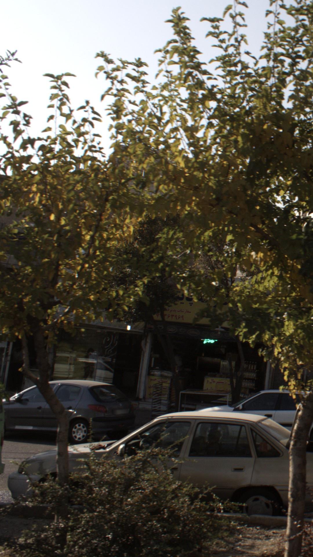 نانوایی سنگک، تافتون و سنتی