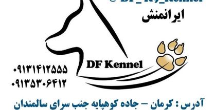 باشگاه آموزش و پرورش سگ های کار