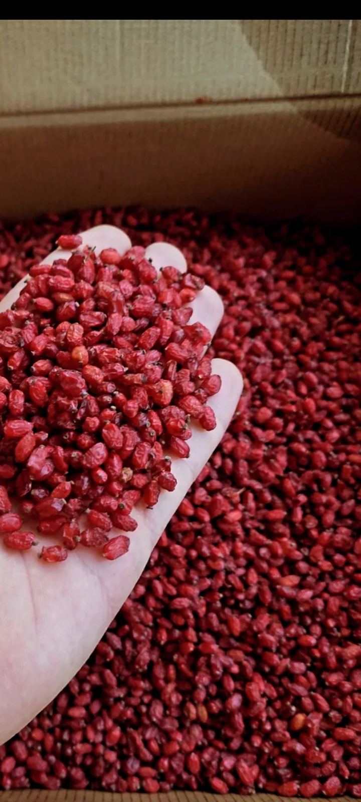 خشکبار محمدی خراسان جنوبی