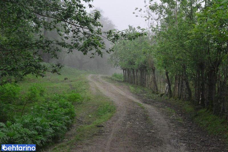 جنگل سه هزار تنکابن