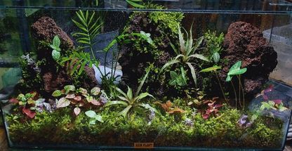 آکواریوم آذین پلنت