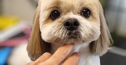 پنجه گرومینگ