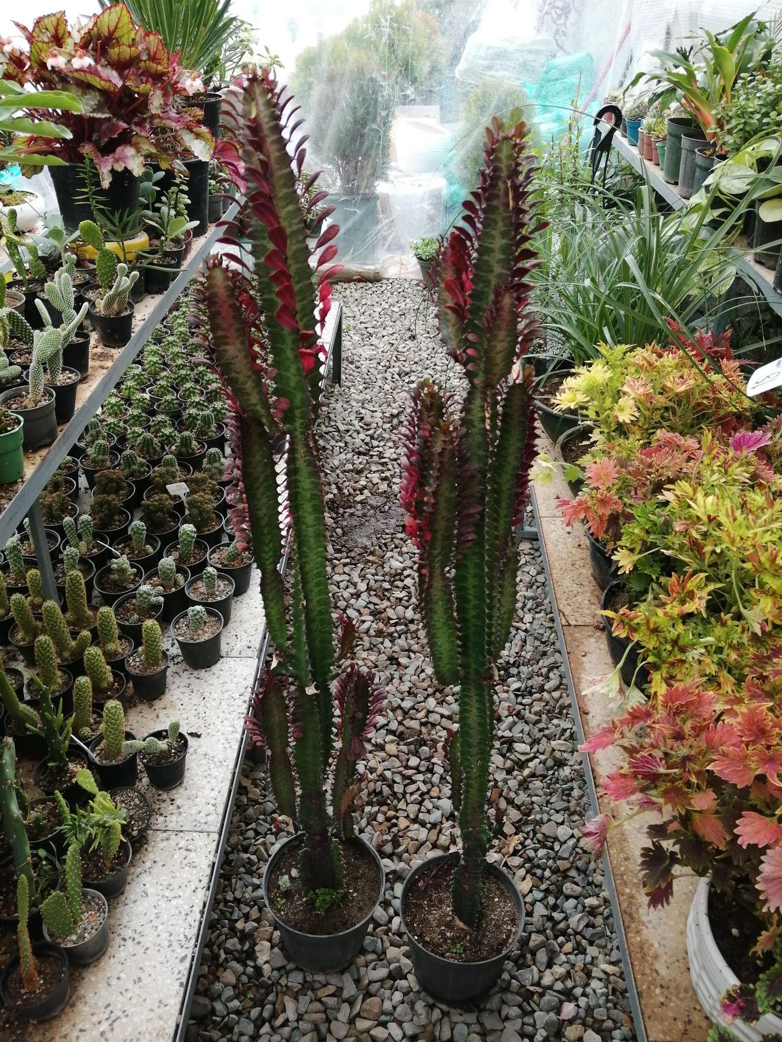 کلینیک و فروشگاه گل و گیاه کاملیا